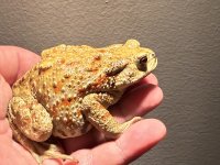 IMG_2237.jpeg