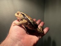 IMG_2239.jpeg