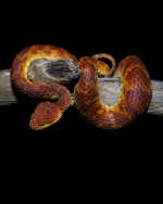 1781554803873.png