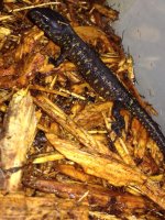 NightLizard1.jpg