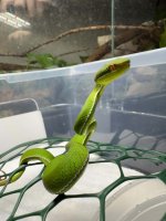 het albino albo.jpg