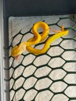 feeding albino.jpg