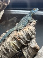 IMG_4535.jpeg