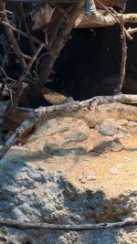 IMG_6613.jpeg