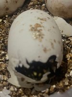 IMG_6022.jpeg
