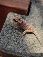IMG20260618115033.jpg