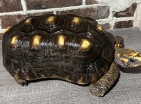 red foot 4.jpg