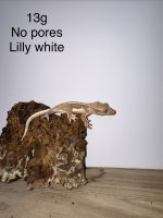 IMG_9944.jpeg