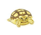 Spurred Tortoise.png