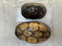 IMG_0444.jpeg