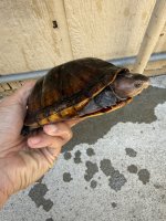 IMG_0447.jpeg