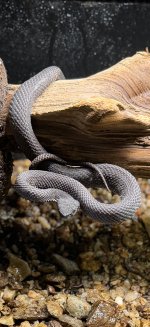 IMG_0167.jpeg