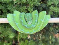 IMG_4558.jpeg
