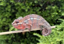 IMG_4131-1.jpeg