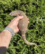IMG_4395.jpeg