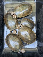 IMG_3535.jpeg