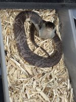 IMG_6708.jpeg