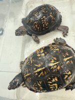 IMG_0115.jpeg