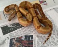 Super Hypo Orangetail.jpeg