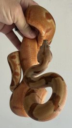 Super Hypo Orangetail2.jpeg