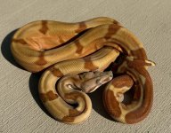 Super Hypo Orangetail3.jpeg