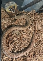 IMG_4802-1.jpeg
