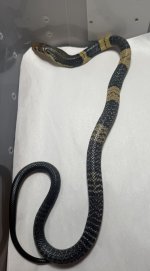 IMG_9912.jpeg
