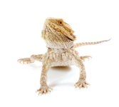 baby-bearded-dragon-for-sale.jpg