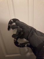 pied1.jpg