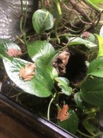 IMG_7237.jpeg
