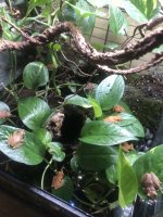 IMG_7236.jpeg