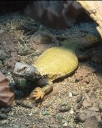 IMG_6287.jpeg