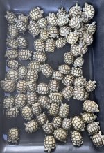 Sulcata.jpg