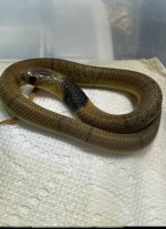 IMG_1112.jpeg