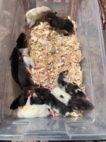 Rat 5.jpg