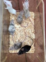 mice 2.jpg