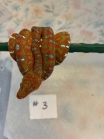 Snake pic 3.jpg