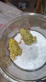 IMG_2500.jpeg