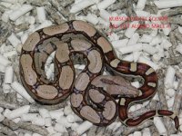 KPST het Albino Male #1 (4).JPG