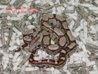 KPST het Albino Male #1 (5).JPG