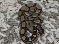 KPST het Albino male #3 (2).JPG