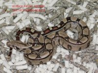 KPST het Albino male #3 (5).JPG