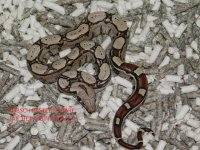 KPST het Albino Male #5 (1).JPG