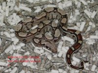 KPST het Albino Male #5 (4).JPG