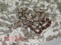 KPST het Albino Female #2 (2).JPG