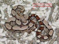 KPST het Albino Female #2 (5).JPG
