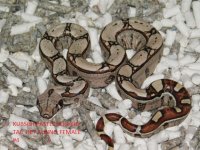 KPST het Albino Female #4 (3).JPG