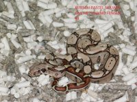KPST het Albino Female #4 (5).JPG