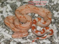 Albino KPST Male #1 (1).JPG