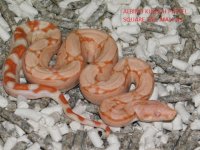 Albino KPST Male #1 (4).JPG